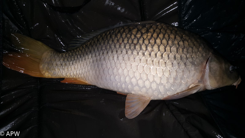 Carpe 6,7 kg - pêche de nuit du 16 juin 2018