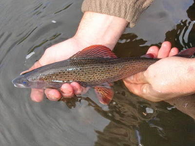 http://www.praguehotel-link.cz/Fly-Fishing_Day_Trip/tour_photo_gallery