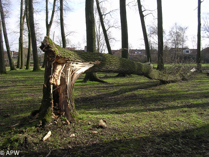 Tempête sur le parc, 2008