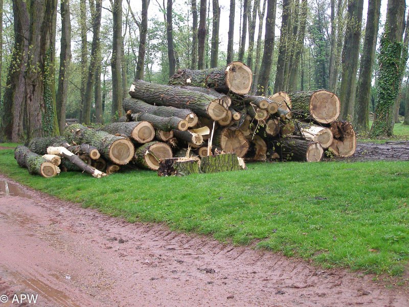 Abattage des arbres, le parc est fermé - 2009