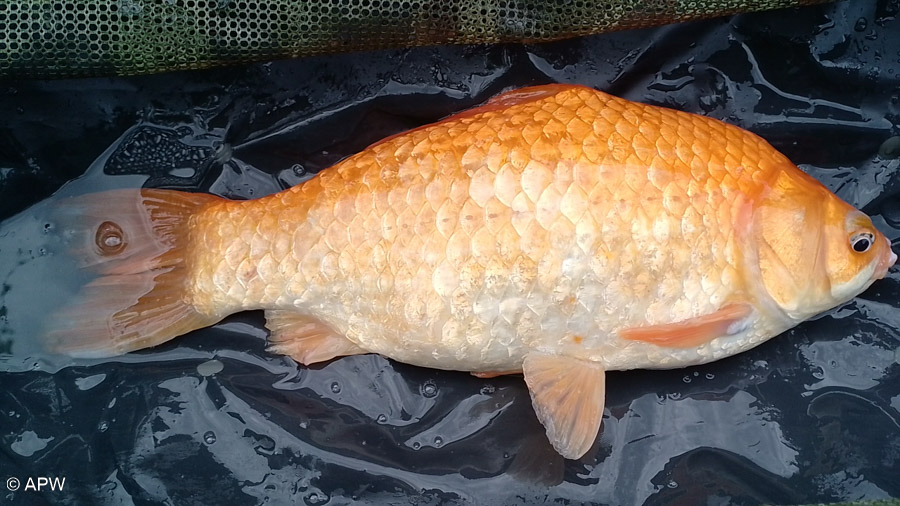 Photos des pêcheurs à Wambrechies – juin 2025