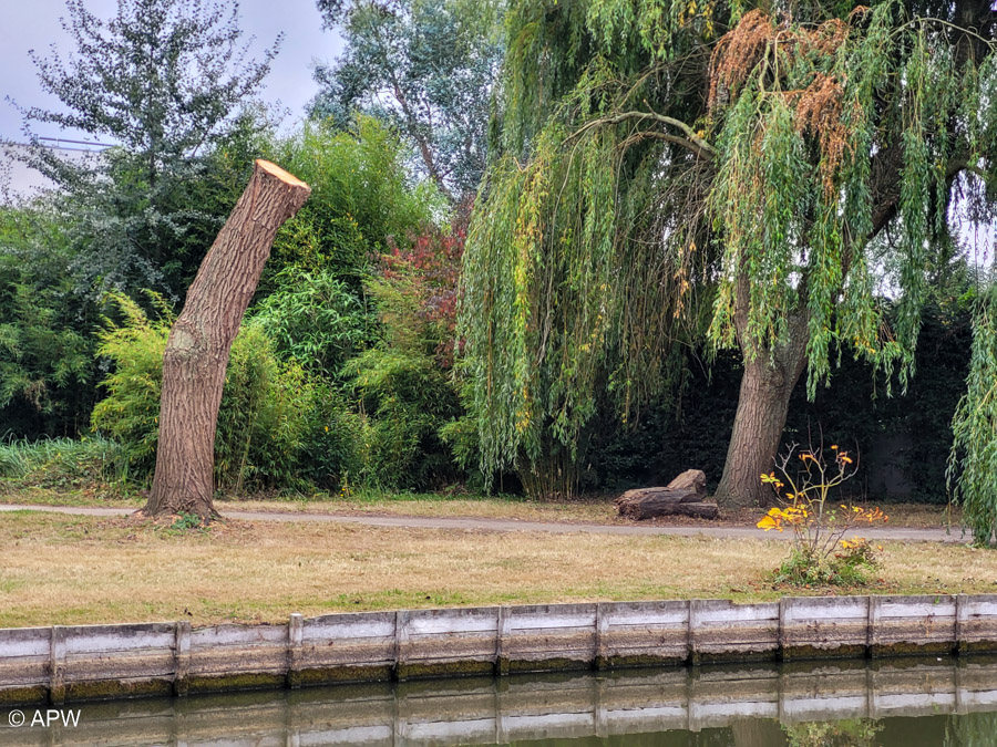 Abattage du saule pleureur, Sept. 2025