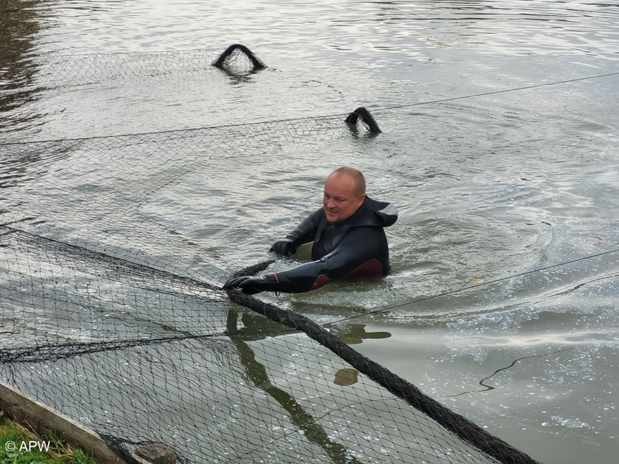 Pose des filets anti-cormorans, Nov.2025