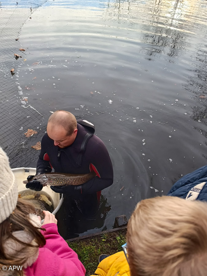Rempoissonnement, Déc. 2025