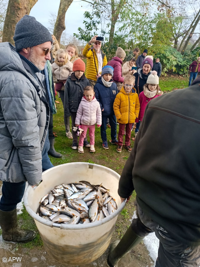 Rempoissonnement, Déc. 2025