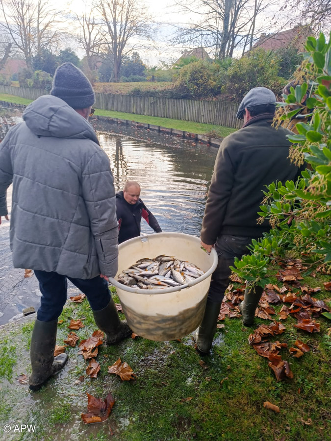 Rempoissonnement, Déc. 2025