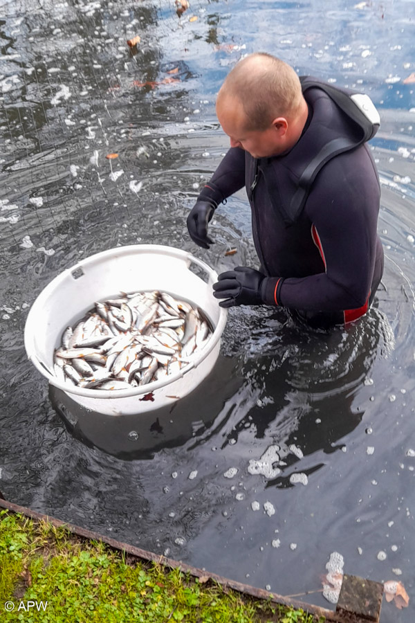 Rempoissonnement, Déc. 2025